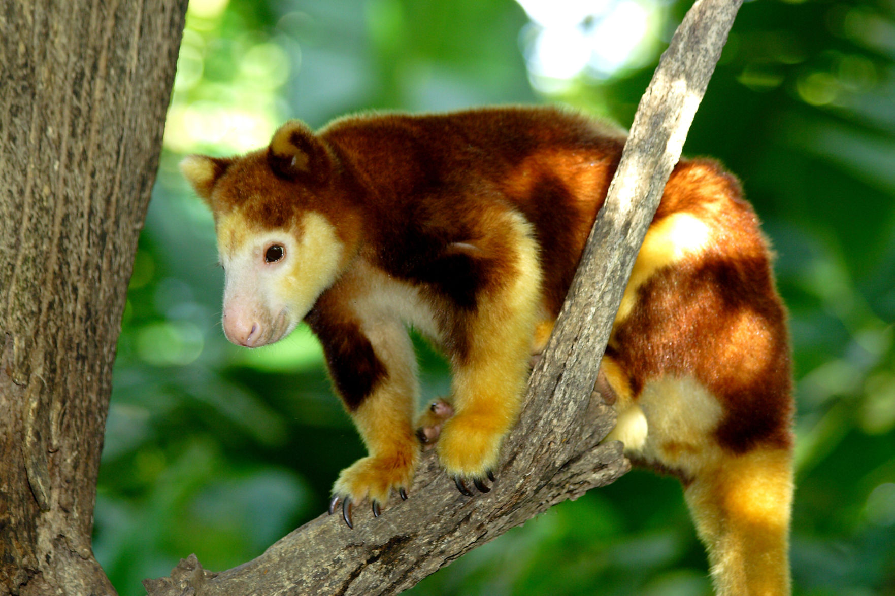 Tree kangaroo